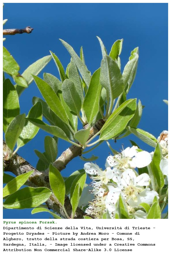 Pyrus spinosa Forssk.